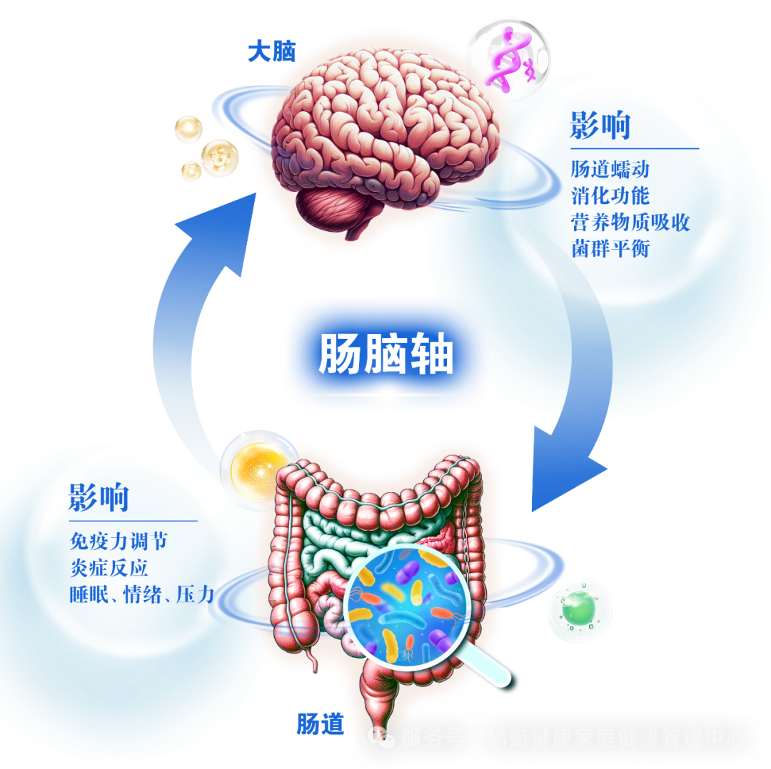 生成肠脑图片 (3).png